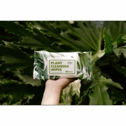 Houseplant Cleaning Wipes -Fresh Plant World 00988320619979561ba0aa105291b69f8dab7f632cf6313b85cacc91305e8fd3
