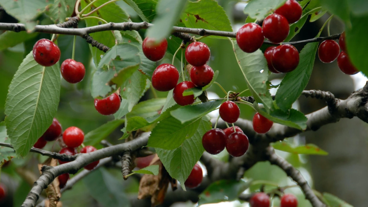 Fresh Plant World 18 Fresh Plant World -Fresh Plant World 123309565 scaled