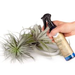 Air Plant Weekly Fertilizing Spray Concentrate 17 Air Plant Weekly Fertilizing Spray Concentrate -Fresh Plant World 1794f8feaedea77d57d6dc92846eaf5e4851dc9c70900cb0370fcef492dc73aa 104a1a70 ab0d 4d65 b971 17786e4c807e