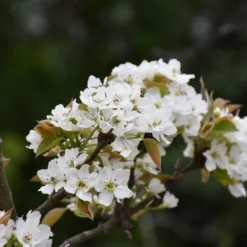 20th Century Asian Pear -Fresh Plant World 20th Century Pear flowers Platt Hill NUrsery Chicago 1000x1000 1