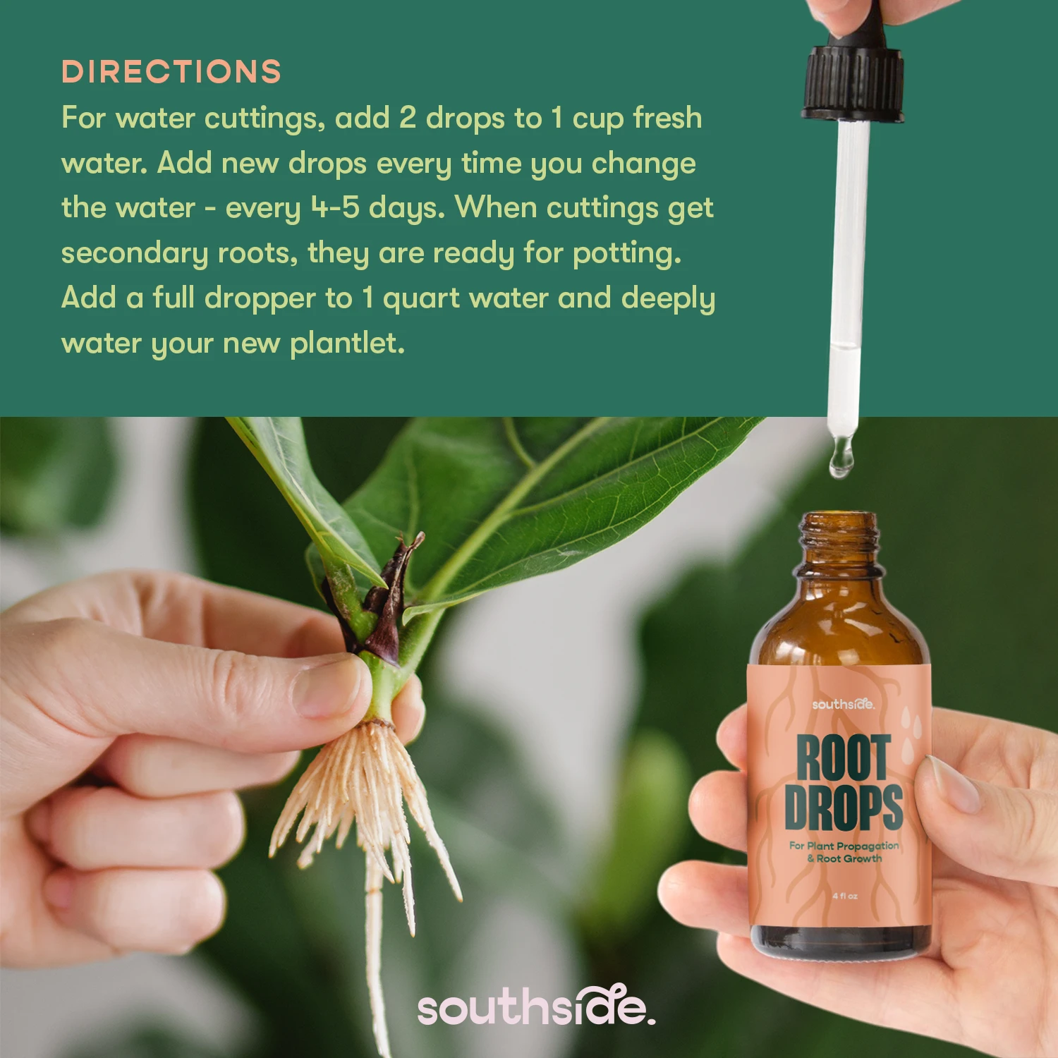 Root Drops - For Propagations & Repotting 6 Root Drops - For Propagations & Repotting - Image 6