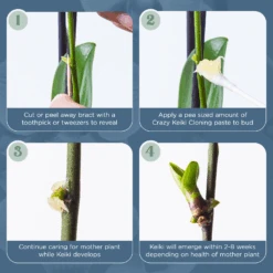 Crazy Keiki Cloning Paste -Fresh Plant World 32b2d1fdbac443c9485facfb9bb1c5ccf769da5f5b7d364d8c287370906c4bb6