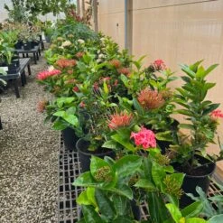 Ixora Coccinea, Assorted -Fresh Plant World 3983AACD 602D 4476 A97F CE90D8C05A2E