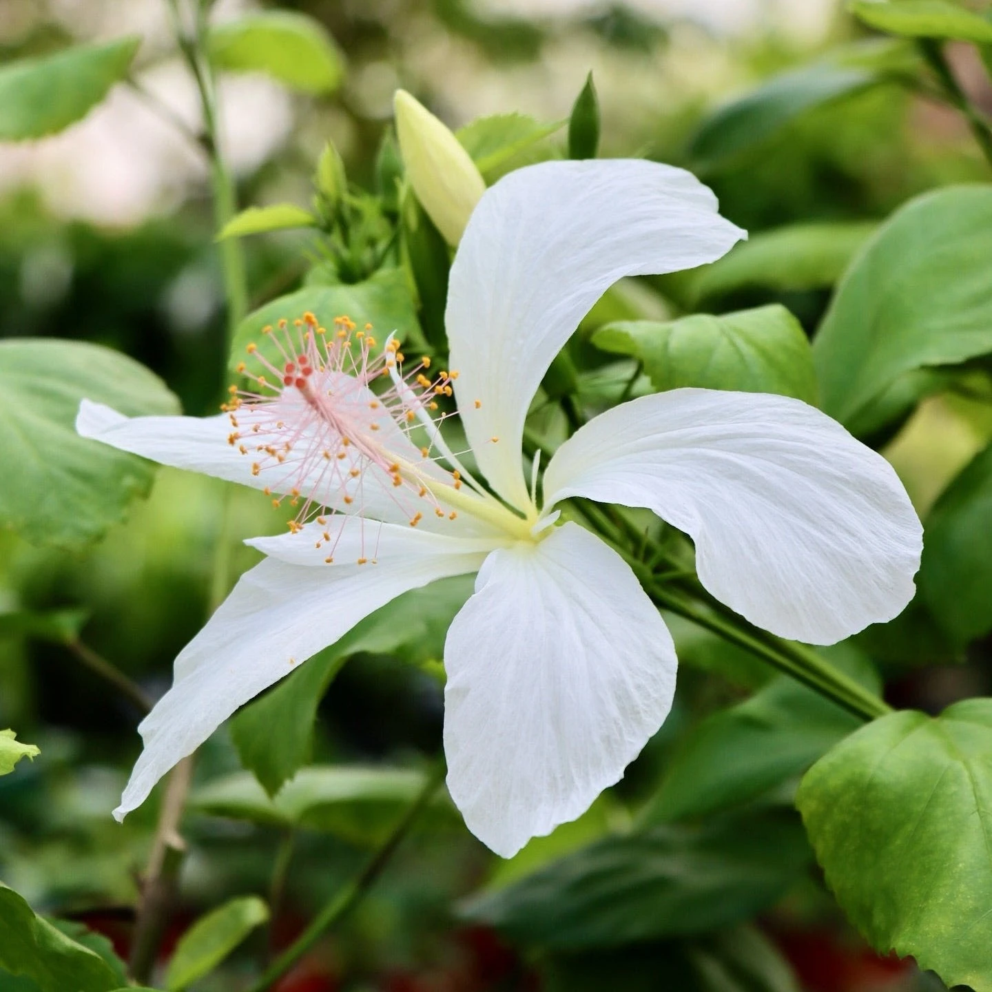 Hibiscus Arnottianus, "Kokio Keokeo" 1 Hibiscus Arnottianus, "Kokio Keokeo"
