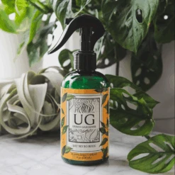 Say No To Bugs - Natural Houseplant Insect Treatment