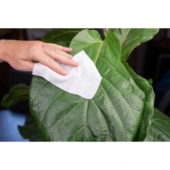 Houseplant Cleaning Wipes -Fresh Plant World 530fdbd43e6ca01c792cb99c2c4c0be33a7499a6d8ba71d0968a1388d7dba057