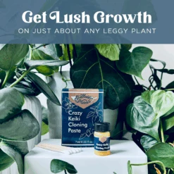 Crazy Keiki Cloning Paste -Fresh Plant World 632127d93c9153bd723503538ff8aacaf9e755d235acbd0de7b17fde55dbd792