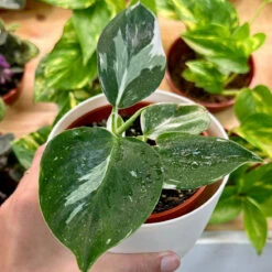 Philodendron Punctata