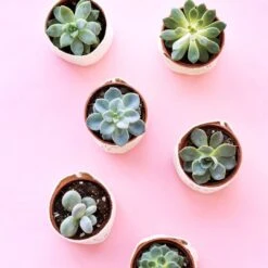 2" Canvas Plant Pot Cover -Fresh Plant World 6d992dee67a21ed63d4b12b5b1e7b867460c962c4839b468f5fb0ff8efdc564a 812f6a66 db75 45f0 84e7 ccb4a19e5579