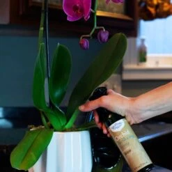 Orchid Food Fertilizing Spray - 8oz -Fresh Plant World 775ff6a63311b347db1f37b9b7fb7510226ed57cdb410fd333abbb92f78e749b
