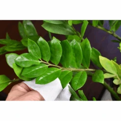 Houseplant Cleaning Wipes -Fresh Plant World 7bb1589905708ec28d1354b8f4a58e078bc9ebf96cc83368b3eae1c49b1f9850