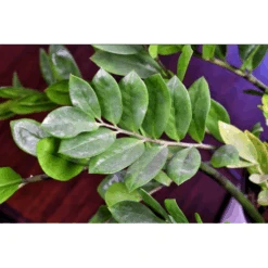 Houseplant Cleaning Wipes -Fresh Plant World 8b74eaa6c8c18e13e332816884f075c13670e2ec07d29a148cdde4e1212b0c75