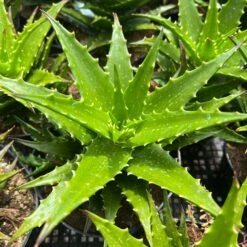 Aloe