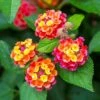 Lantana