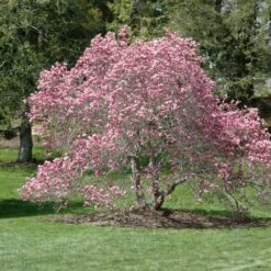 Ann Magnolia Multistem