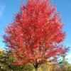 Autumn Blaze Maple