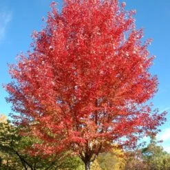 Autumn Blaze Maple