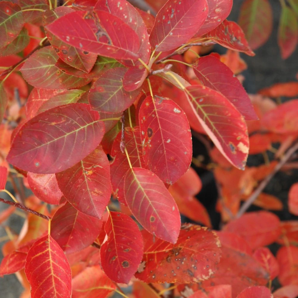 Autumn Brilliance Serviceberry Multistem 2 Autumn Brilliance Serviceberry Multistem - Image 2