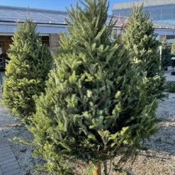 7-8 Foot Balsam Fir Christmas Tree