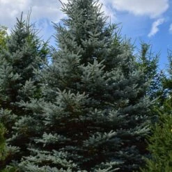 Baby Blue Spruce