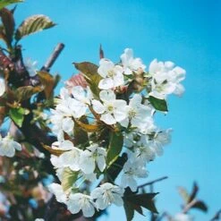 Bing Cherry -Fresh Plant World Bing Cherry blooms Platt hill Nursery Chicago 1000x1000 1