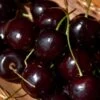 Black Tartarian Cherry
