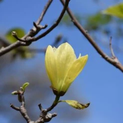 Butterflies Magnolia
