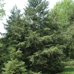 Canadian Hemlock