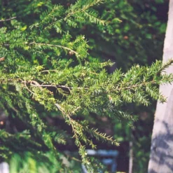 Fresh Plant World 3 Fresh Plant World -Fresh Plant World Canadian Hemlock clseup Platt HIll NUrsery Chicago 1000x1000 1