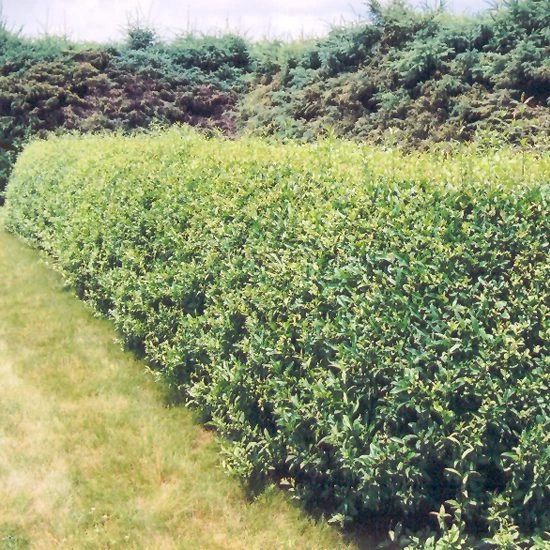 Cheyenne Privet 1 Cheyenne Privet