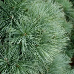 Fresh Plant World 14 Fresh Plant World -Fresh Plant World Domingo Limber Pine closeup Platt Hill Nursery Chicago 1000x1000 1