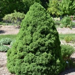 Dwarf Alberta Spruce