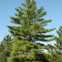 Eastern White Pine