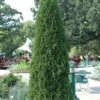 Holmstrup Arborvitae – Evergreen Privacy Tree
