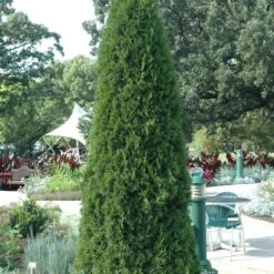Holmstrup Arborvitae – Evergreen Privacy Tree