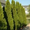 Emerald Green Arborvitae – Evergreen Privacy Tree