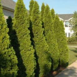 Emerald Green Arborvitae – Evergreen Privacy Tree