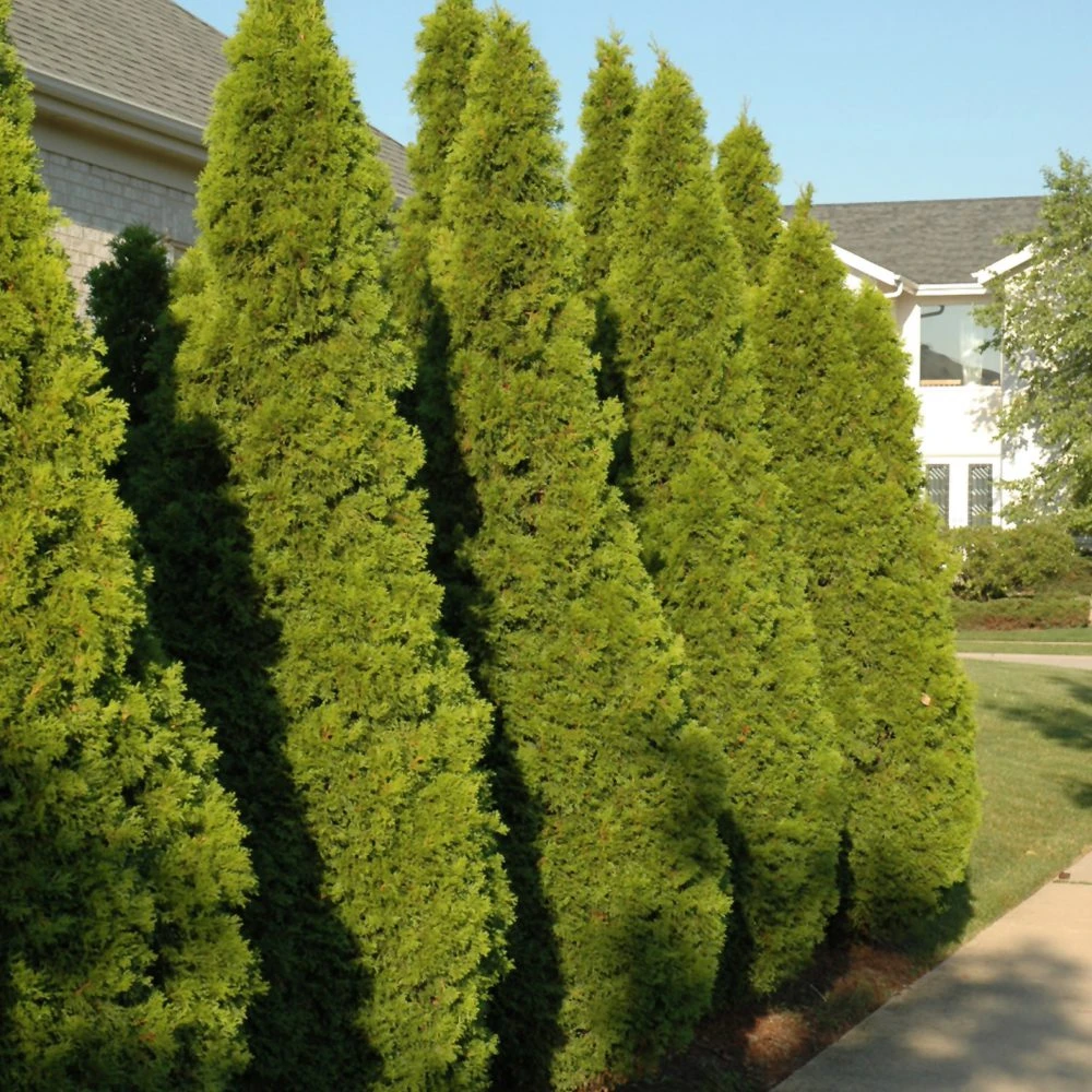 Emerald Green Arborvitae – Evergreen Privacy Tree 1 Emerald Green Arborvitae – Evergreen Privacy Tree