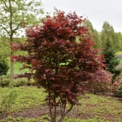Emperor One Japanese Maple
