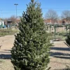 6-7 Foot Fraser Fir Christmas Tree