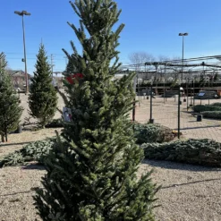 6-7 Foot Fraser Fir Christmas Tree – Field Grown