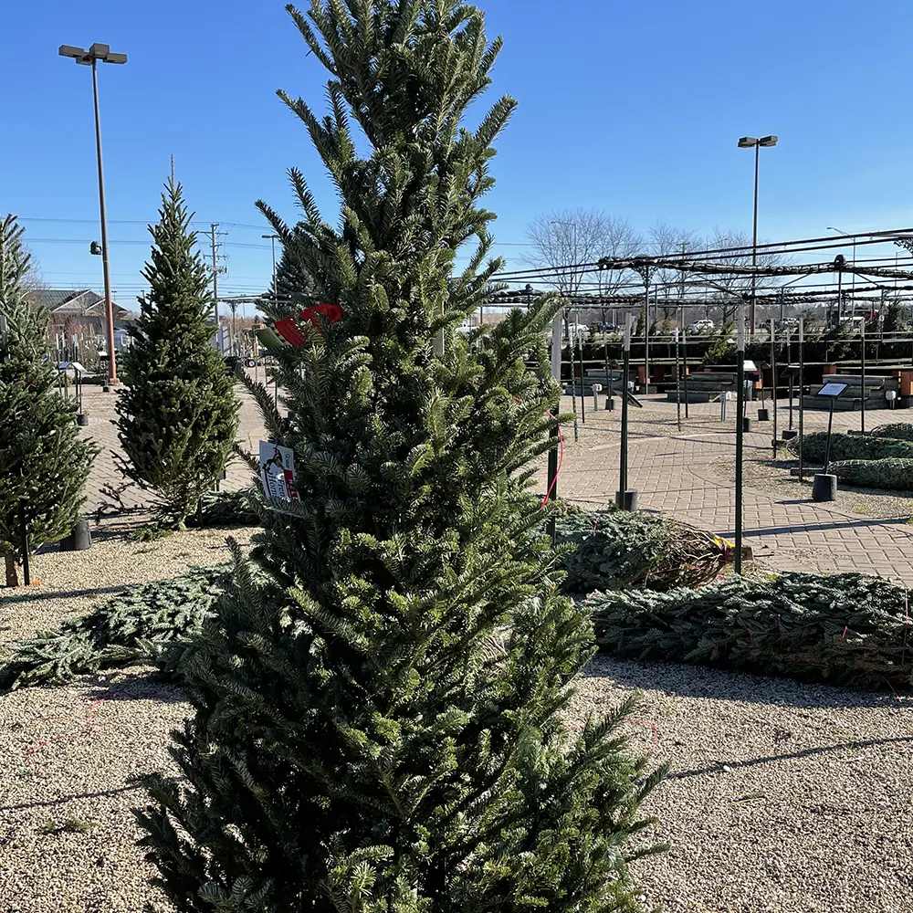 6-7 Foot Fraser Fir Christmas Tree – Field Grown 1 6-7 Foot Fraser Fir Christmas Tree – Field Grown