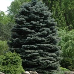 Fat Albert Blue Spruce