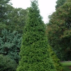 Green Giant Arborvitae – Fast Growing Privacy Tree