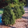 Green Mountain Boxwood