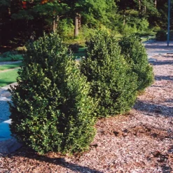 Green Mountain Boxwood