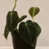 Philodendron Melanochrysum, "Black Gold"