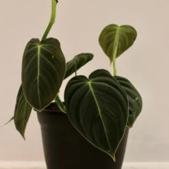 Philodendron Melanochrysum, "Black Gold"