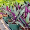 Tradescantia Spathacea Vitatta, 'Rhoeo'