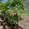 Rhapis Palm